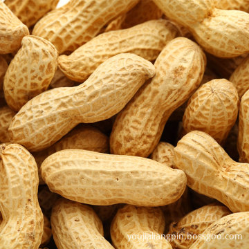 Wholesale Agriculture Products peanut Nut snacks